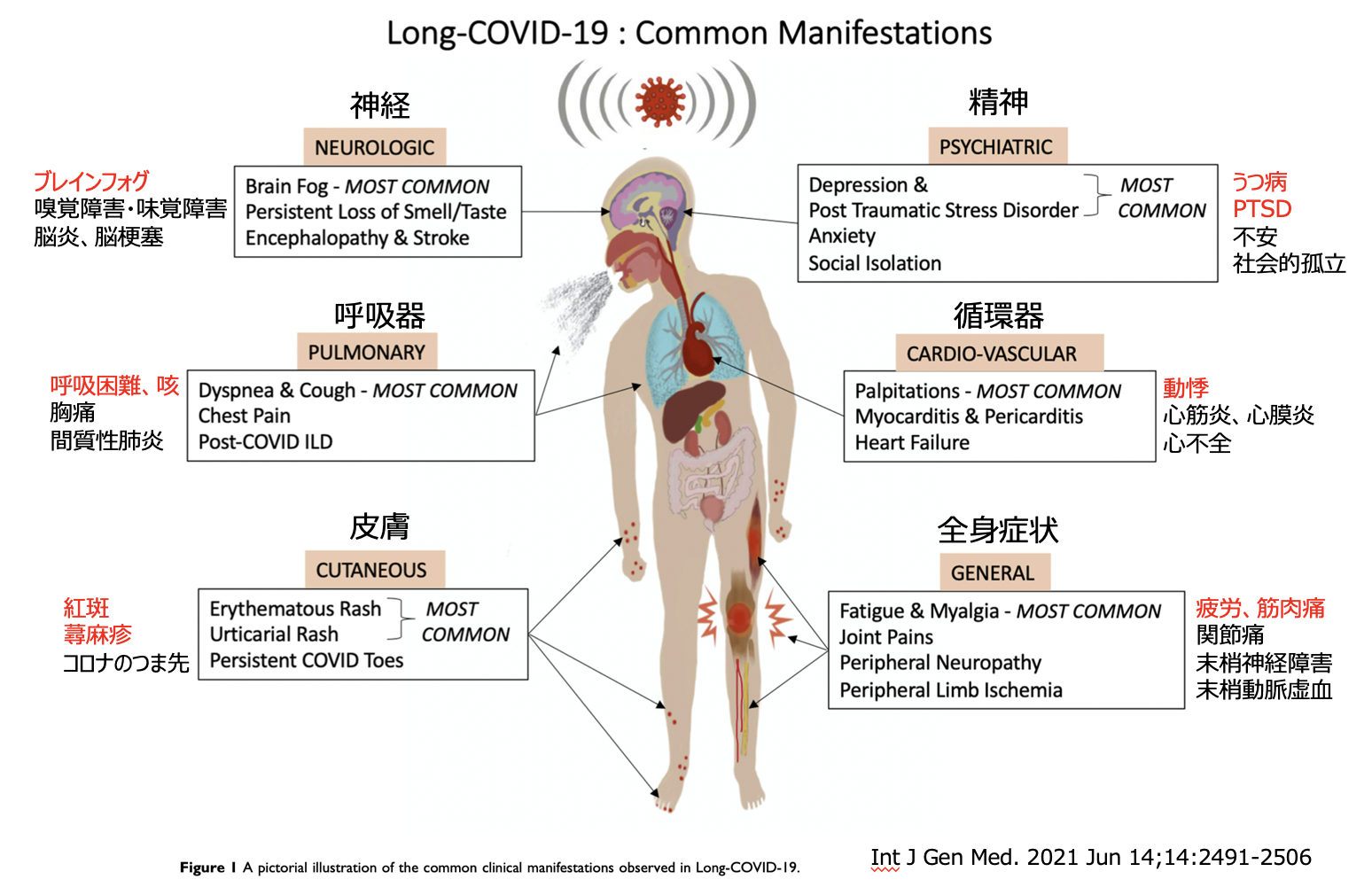 なぜC型肝炎は脳霧を引き起こすのでしょうか?